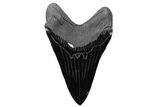 7.4" Realistic, Carved Obsidian Megalodon Tooth - Replica - Photo 2
